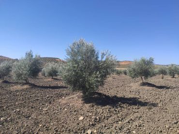 Terreno rustico in vendita a Calle TERMINO DE BAENA