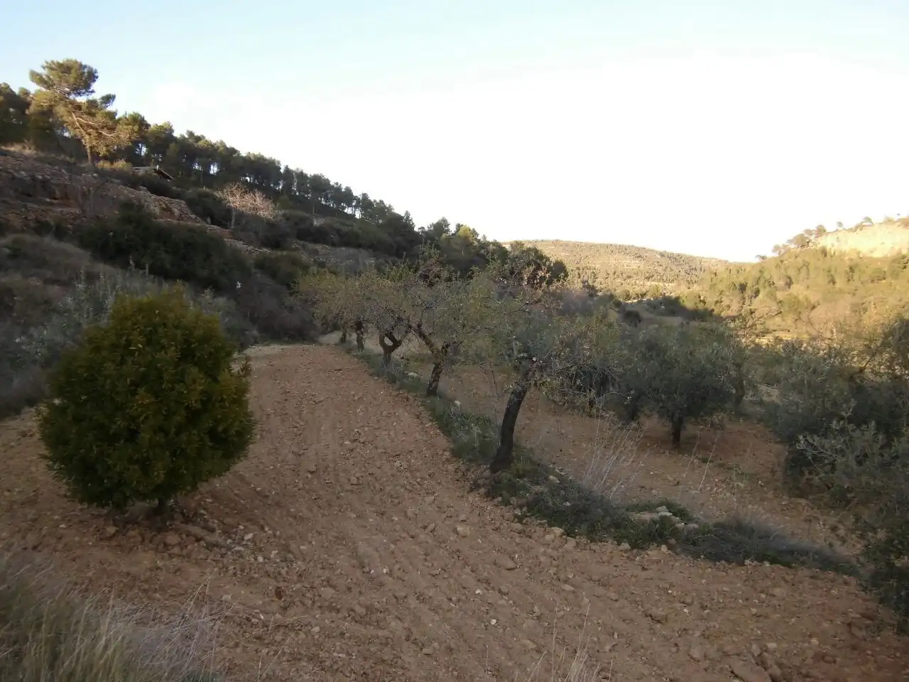 Country homes for sale in Enguera