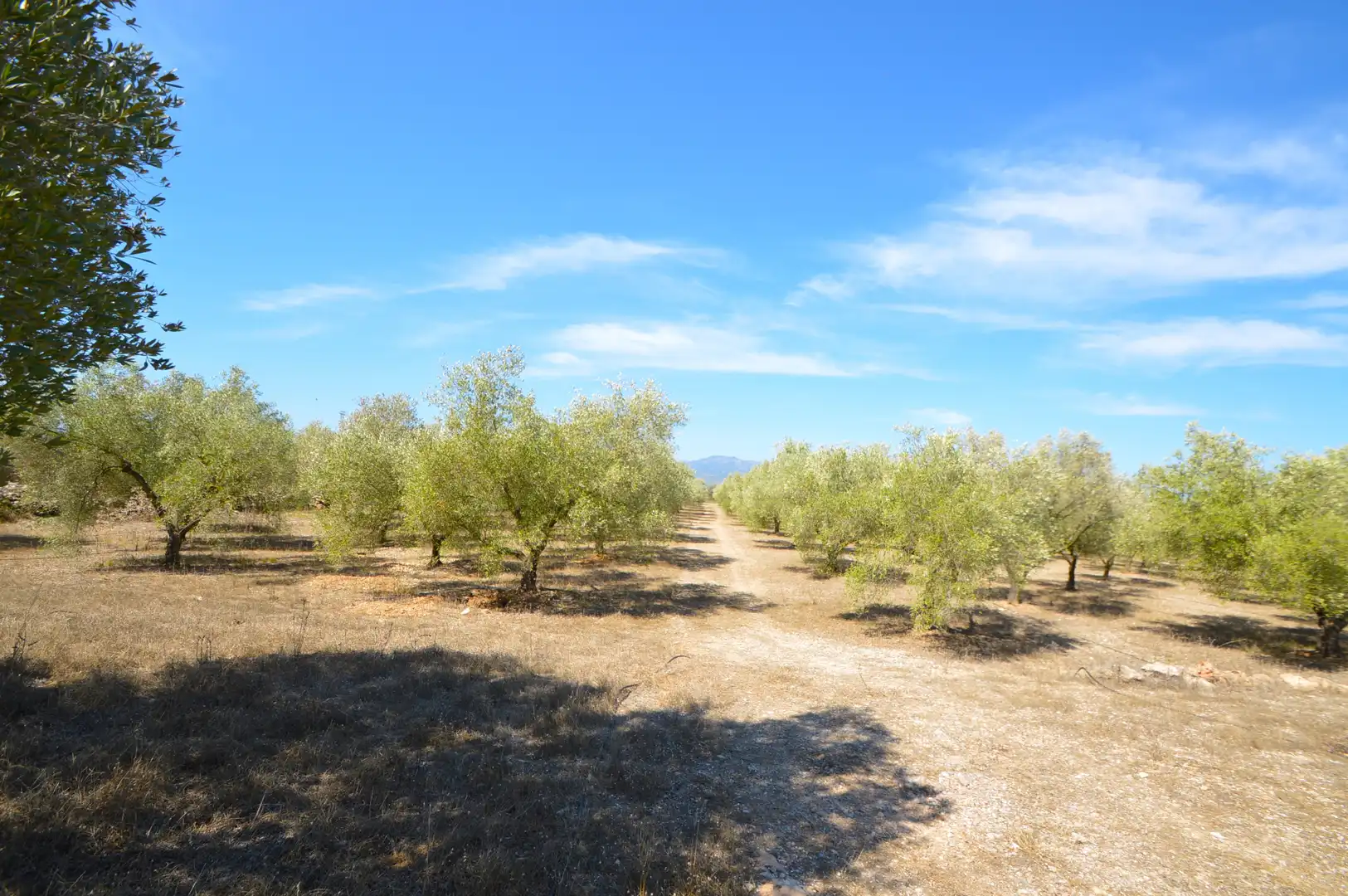 Rural land for sale in Ulldecona, imagen 24