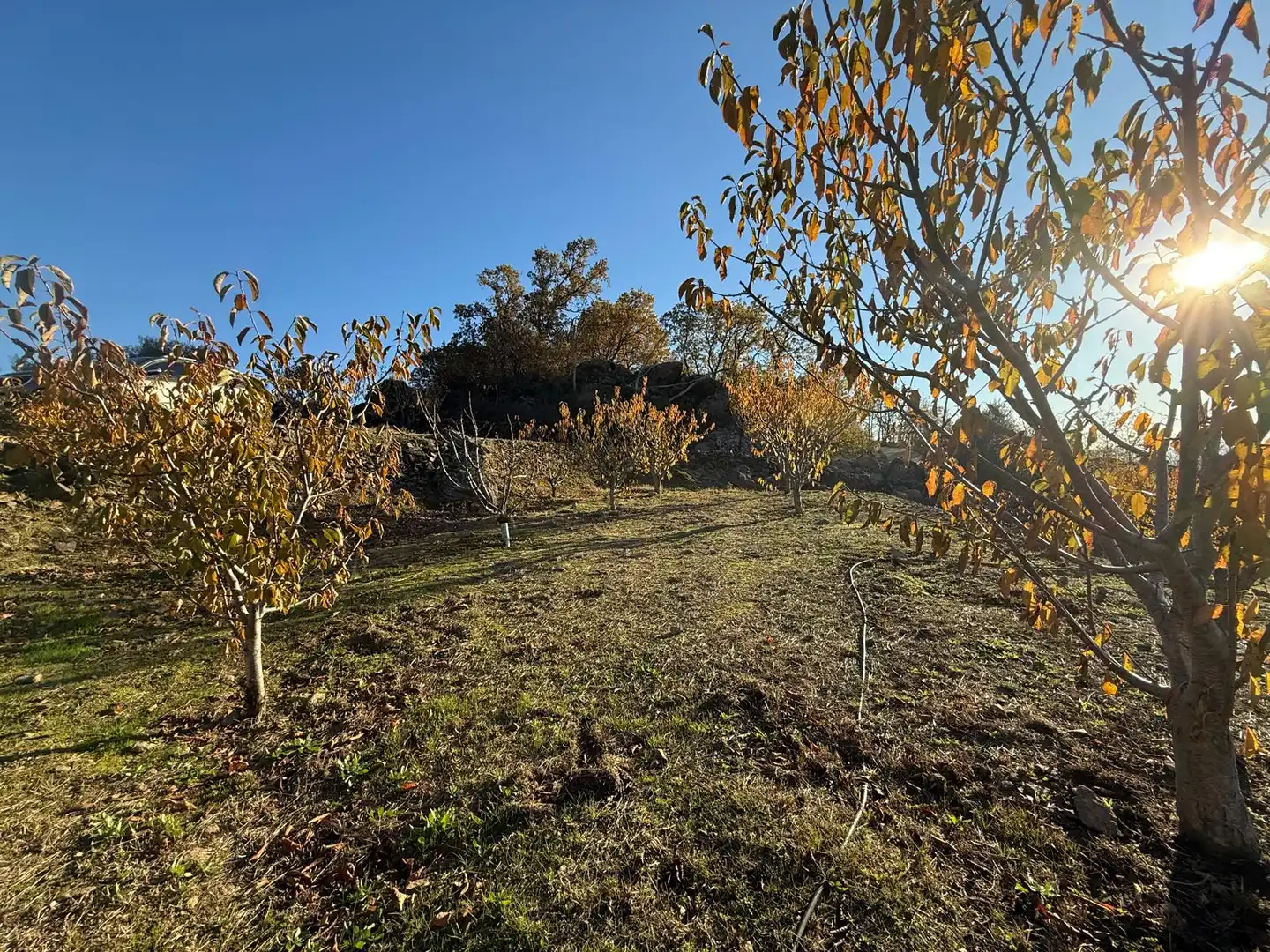 Land for sale in Arroyomolinos de la Vera