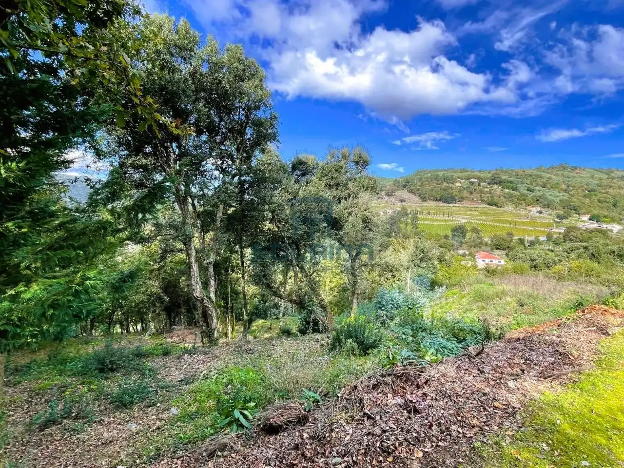 Terreni e lotti in vendita a San Rosendo, imagen 15
