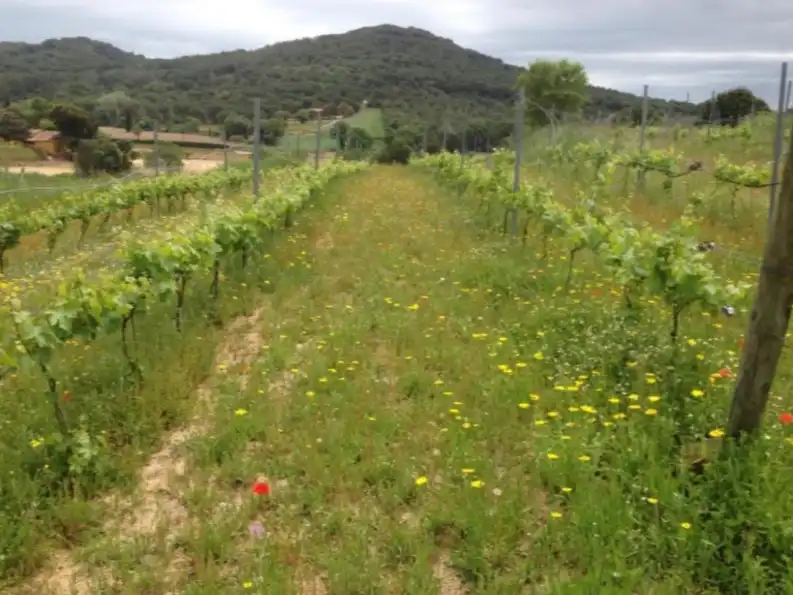 Rustikales Grundstück zum Verkauf in Carretera Tordera 4, imagen 7