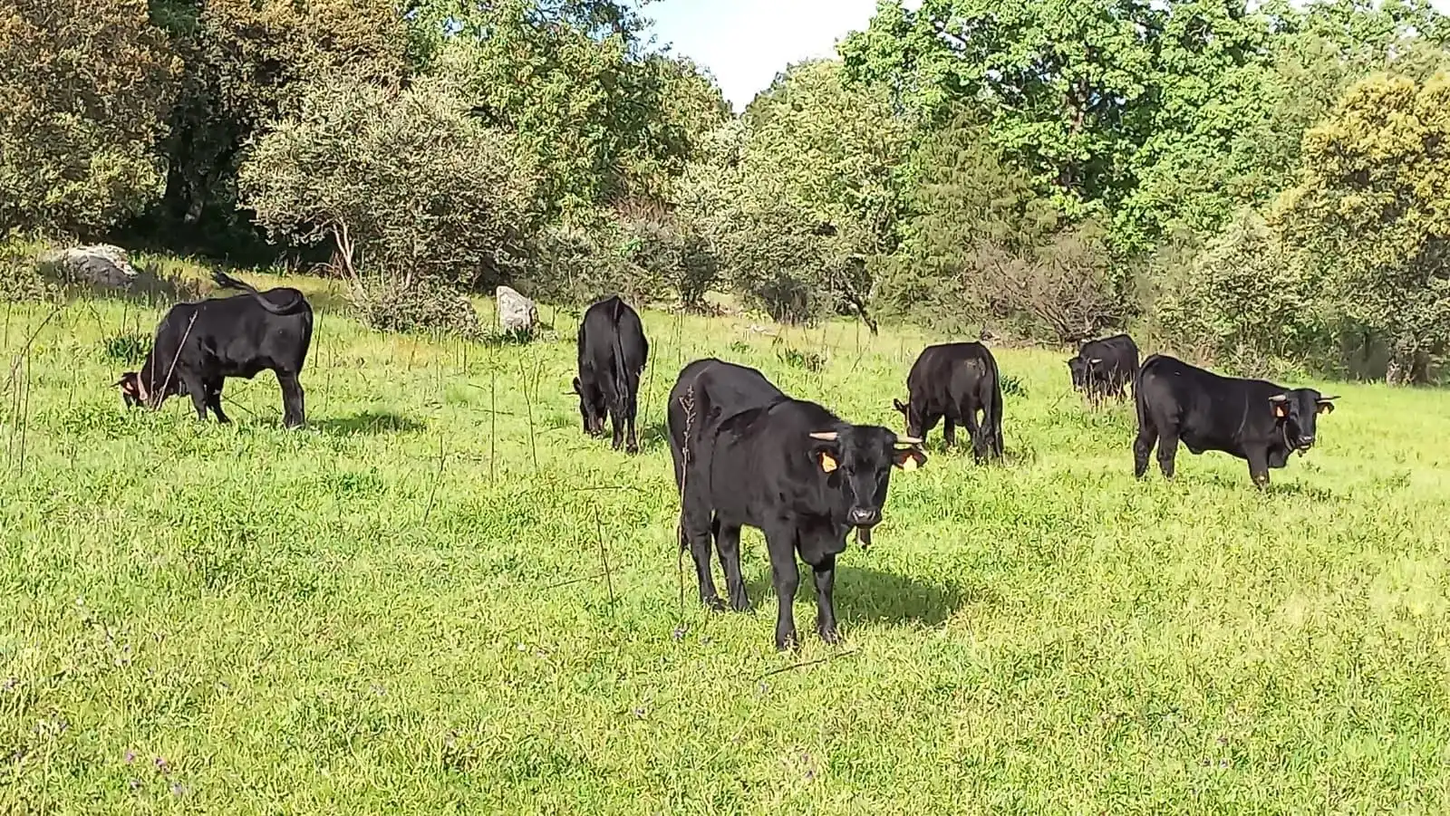 Terreni e lotti in vendita a Sónsoles, imagen 7