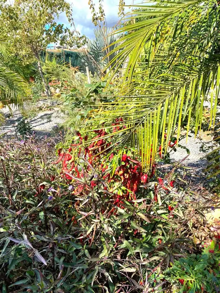 Jardí de Casa o xalet en venda en San Pedro del Pinatar amb Piscina