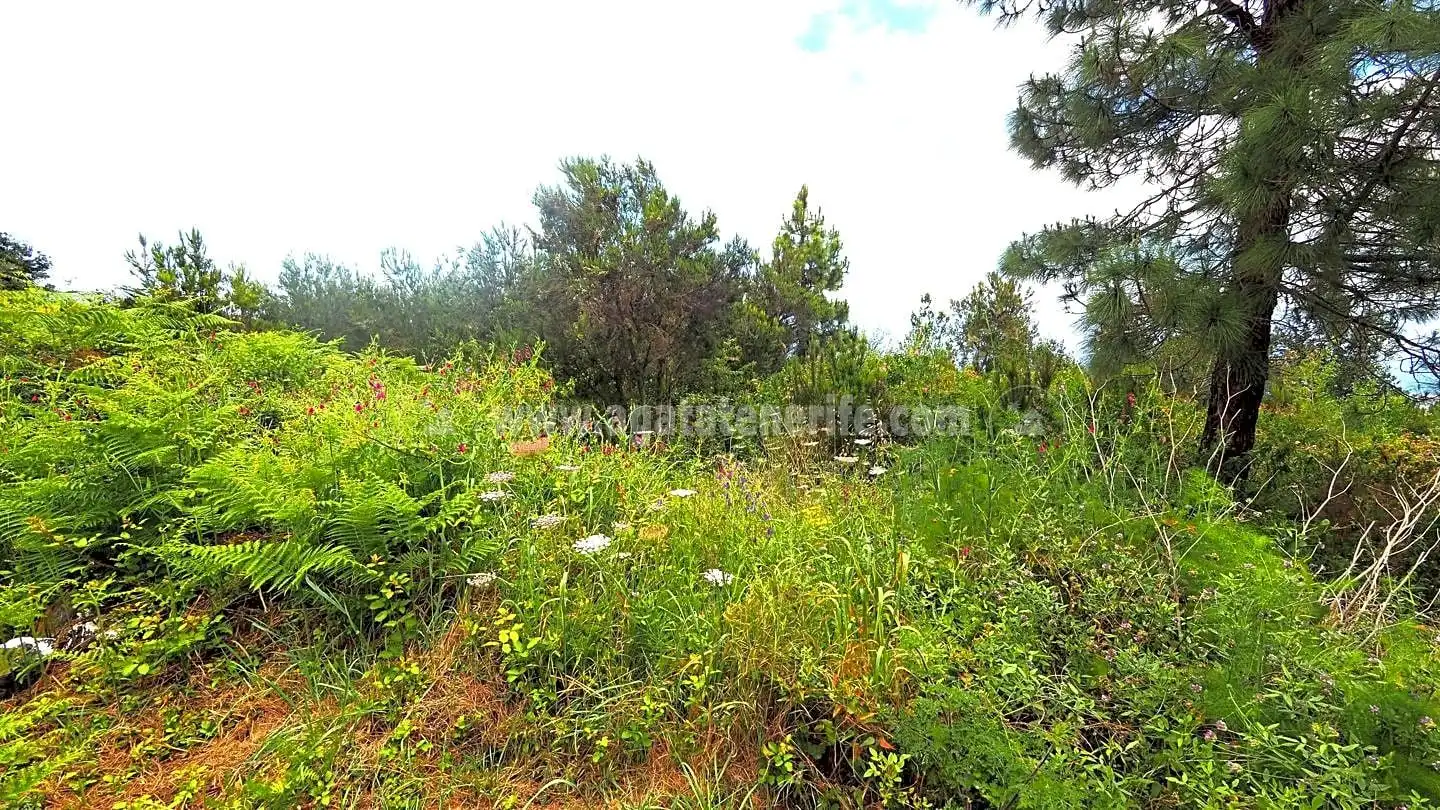 Lands and plots for sale in La Vega - El Amparo - Cueva del Viento