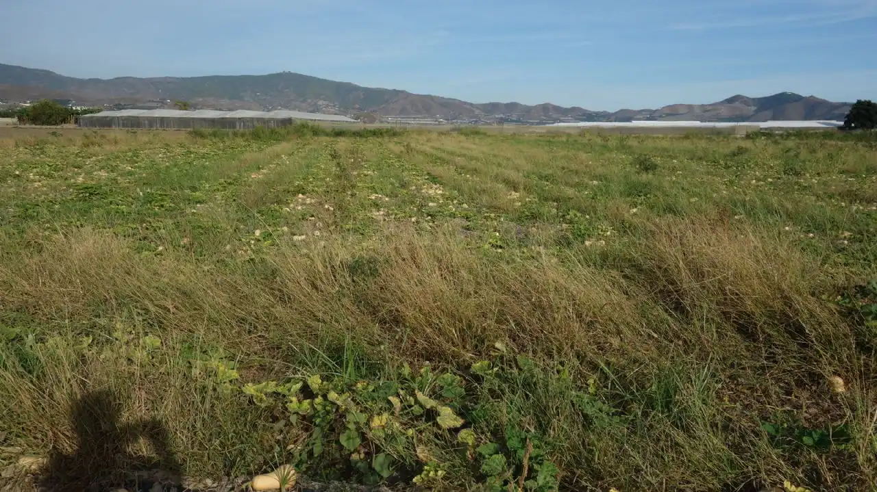 Rural land for sale in Motril  ciudad, imagen 3