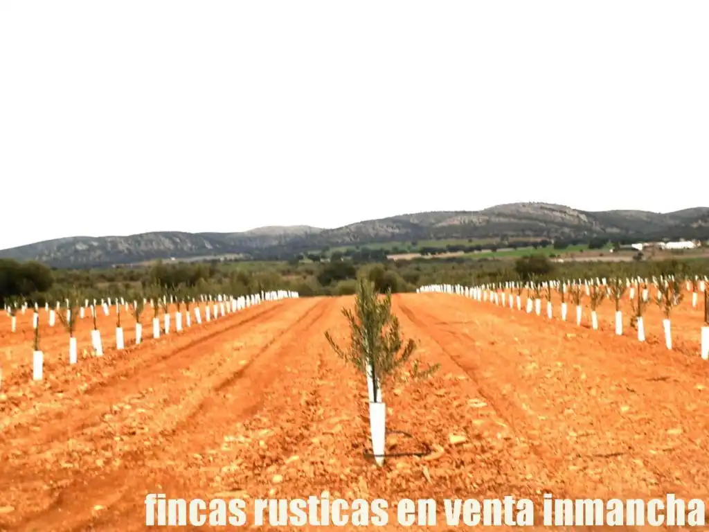 Rural land for sale in Valdepeñas, imagen 9