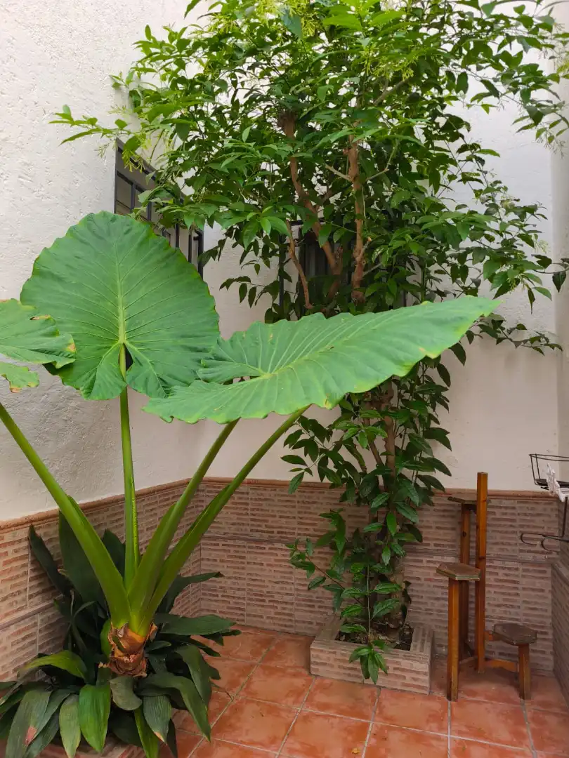 Planta baixa de lloguer a Calle Joven Marcelo, Castaño - Mirasierra