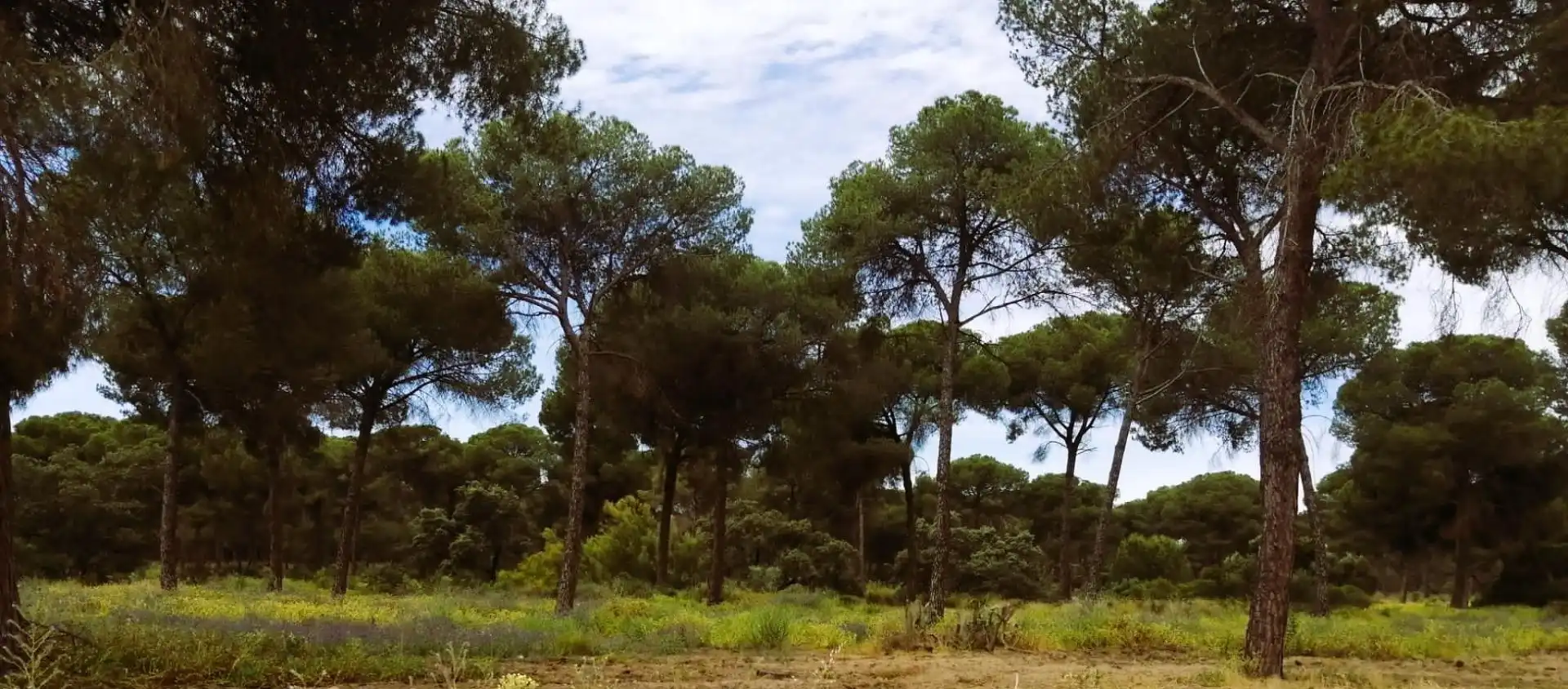 Terreno en venta en Villamanrique de la Condesa