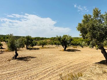Terreno rustico in vendita a Calaceite