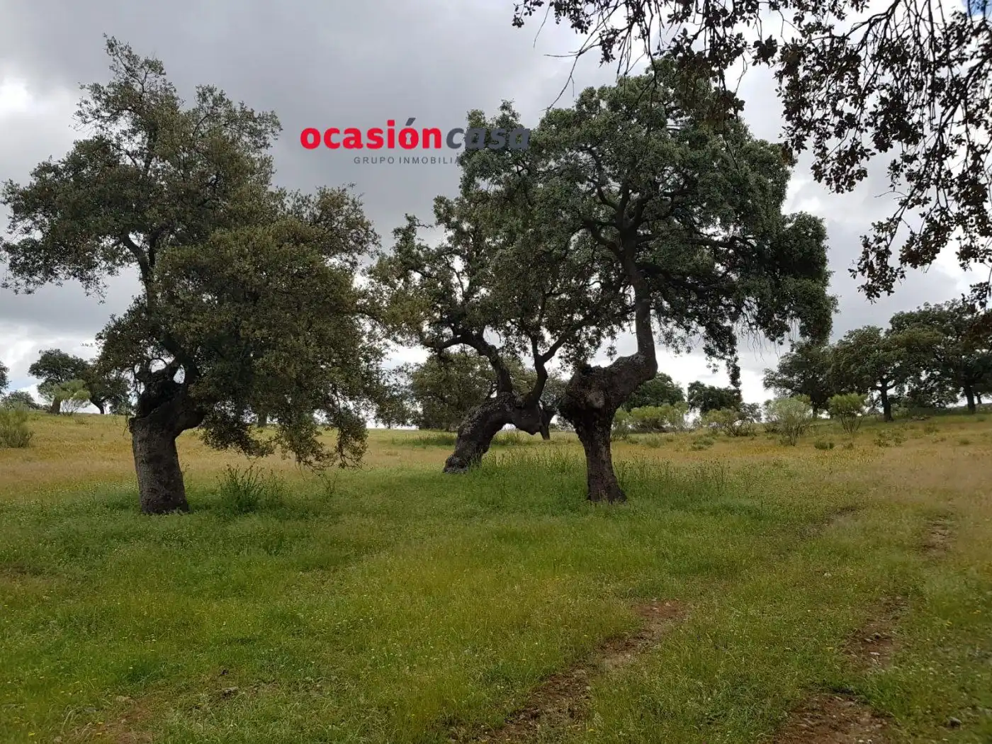 Finca rústica en venta en Torrecampo