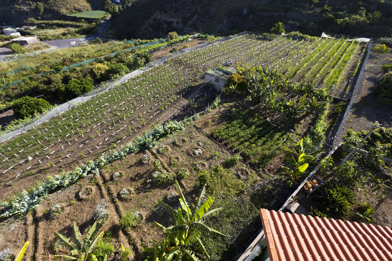 Jardín de Casa o chalet en venta en Icod de los Vinos con Jardín privado, Terraza y Trastero