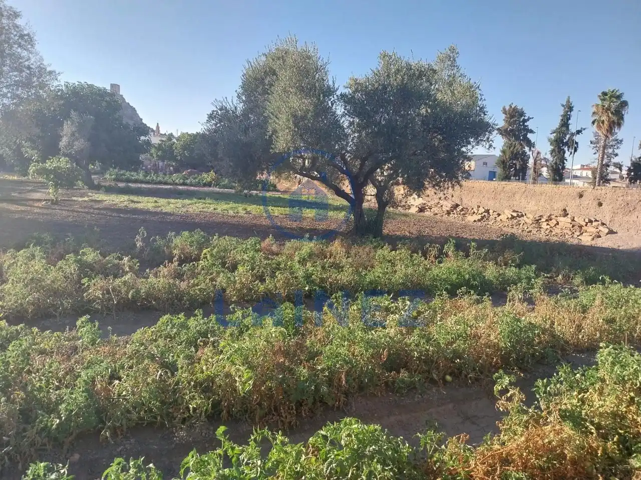Lands and plots for sale in Belmez, imagen 7