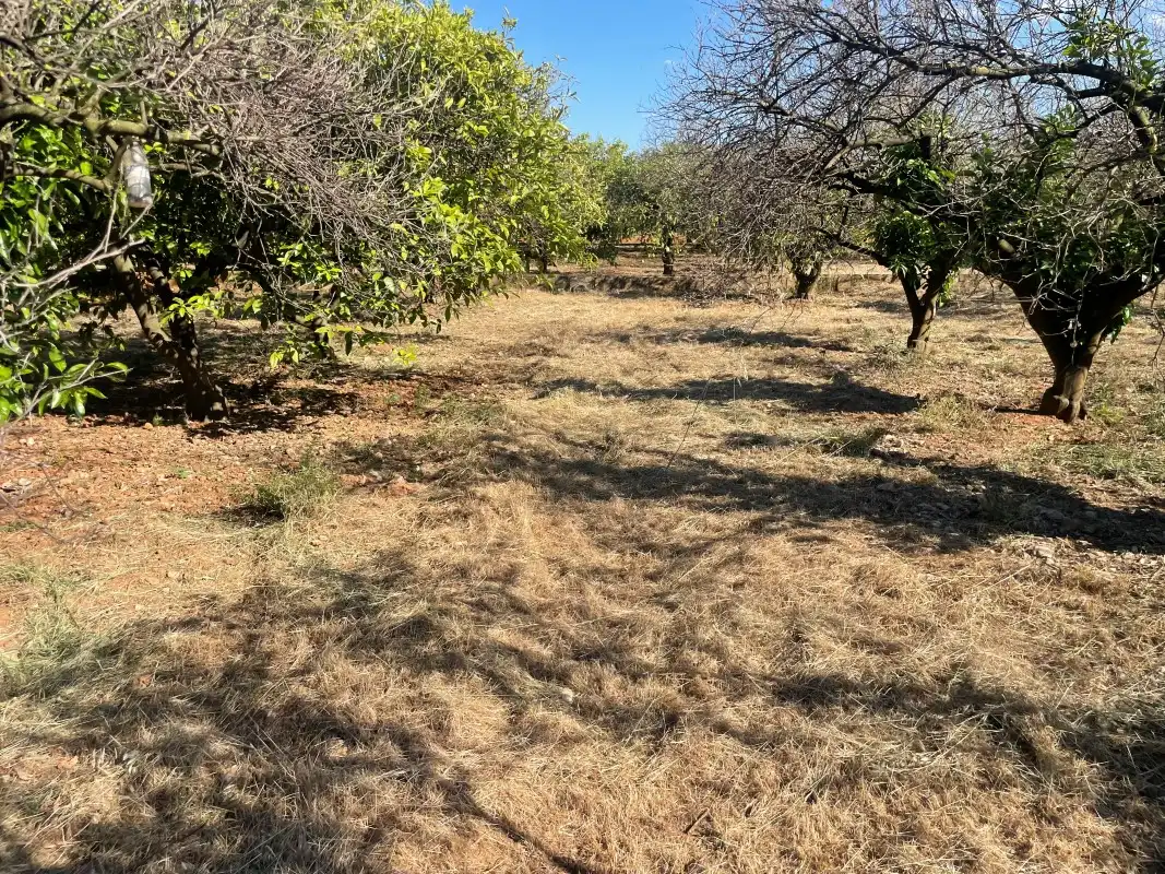 Terrain rustique à vendre à Partida Bases 254, imagen 10