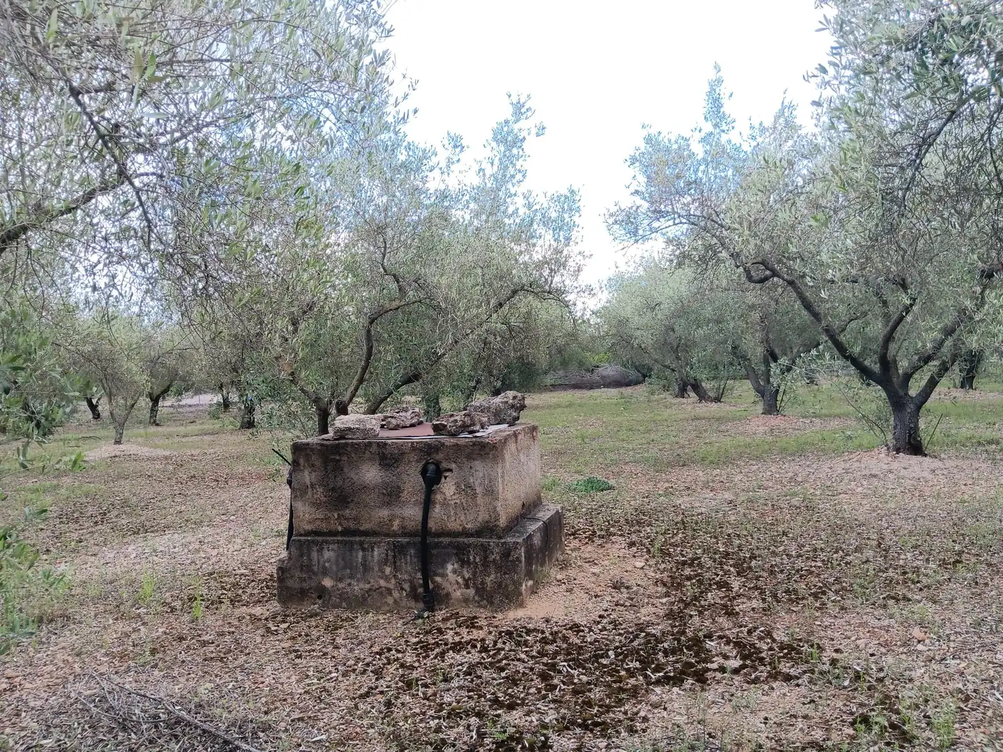 Jardín de Casa o chalet en venta en Tortosa con Jardín privado