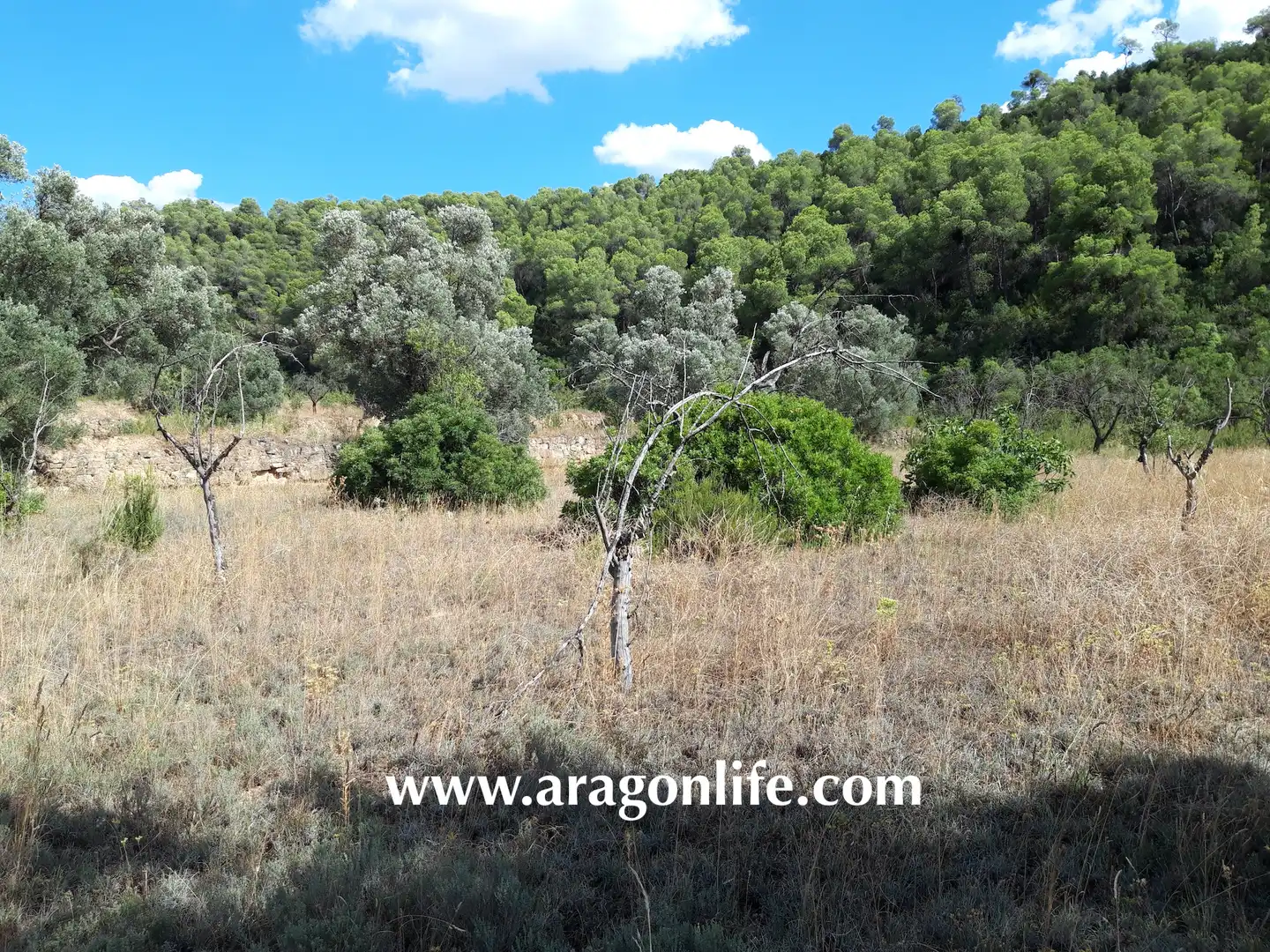 Finca rústica en venta en Fabara