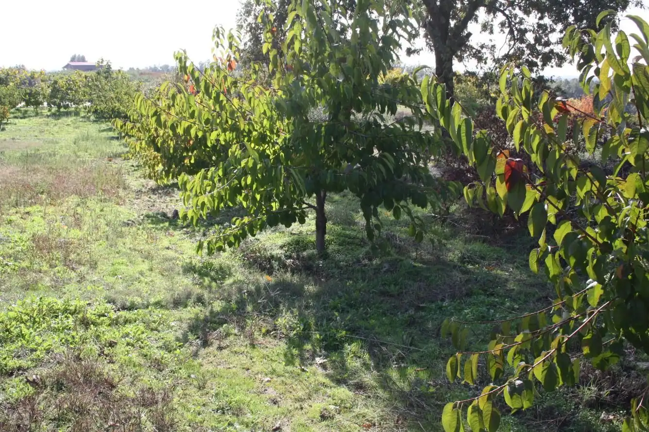 Finca rústica en venta en Torremenga con Jardín privado, Terraza y Amueblado