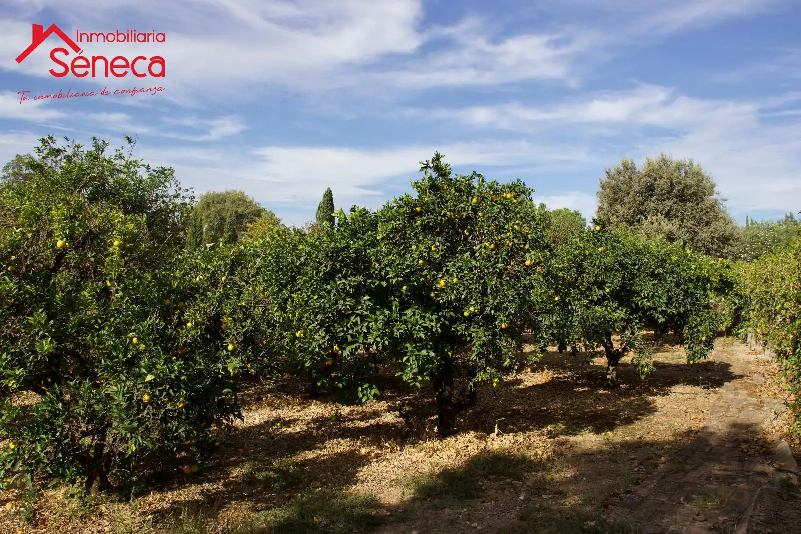 Jardí de Casa o xalet en venda en Córdoba amb Aire condicionat, Calefacció i Traster