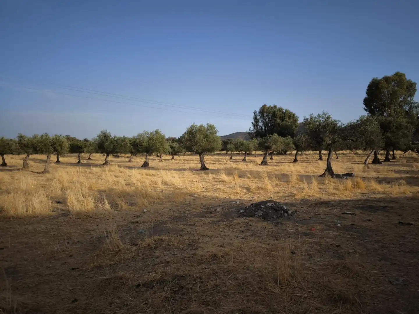 Finca rústica en venda en El Viso de San Juan
