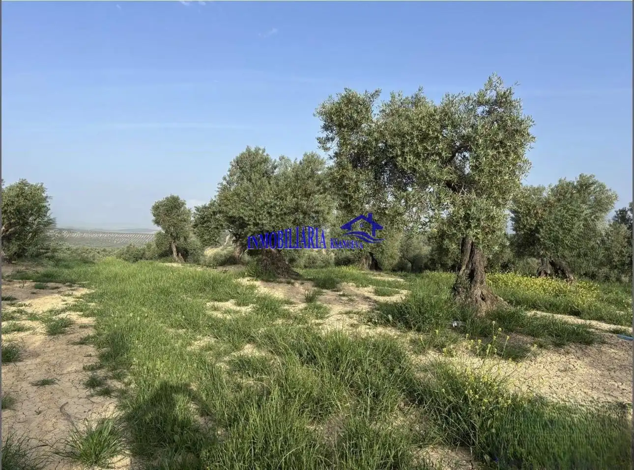 Finca rústica en venta en Bujalance