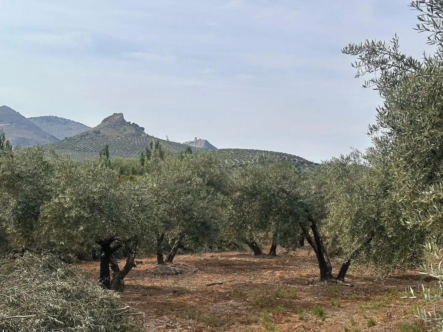 Finca rústica en venda en Jaén