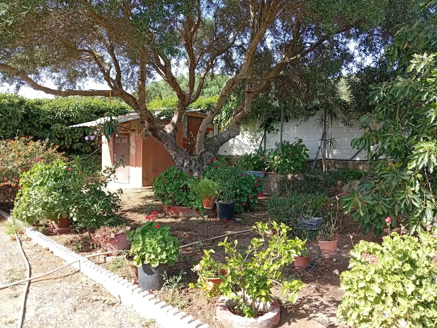 Jardín de Finca rústica de alquiler en Medina Sidonia con Jardín privado, Terraza y Amueblado