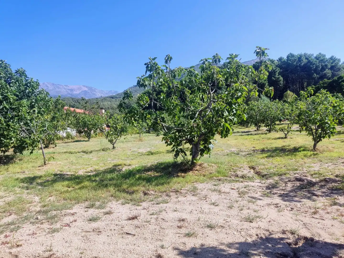 Terreni e lotti in vendita a Jarandilla de la Vera, imagen 2