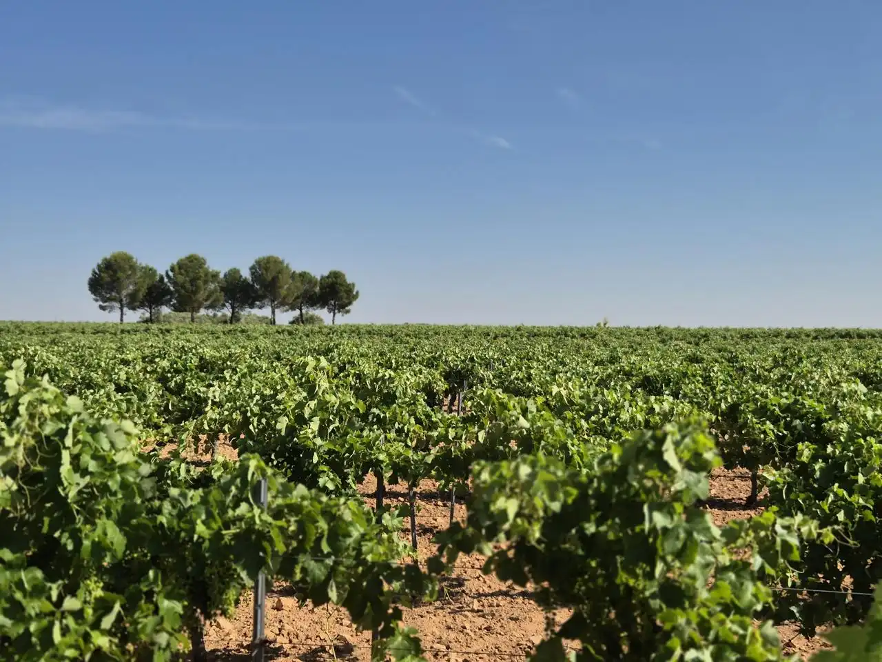 Terreno rustico in vendita a Las Colinas, imagen 9