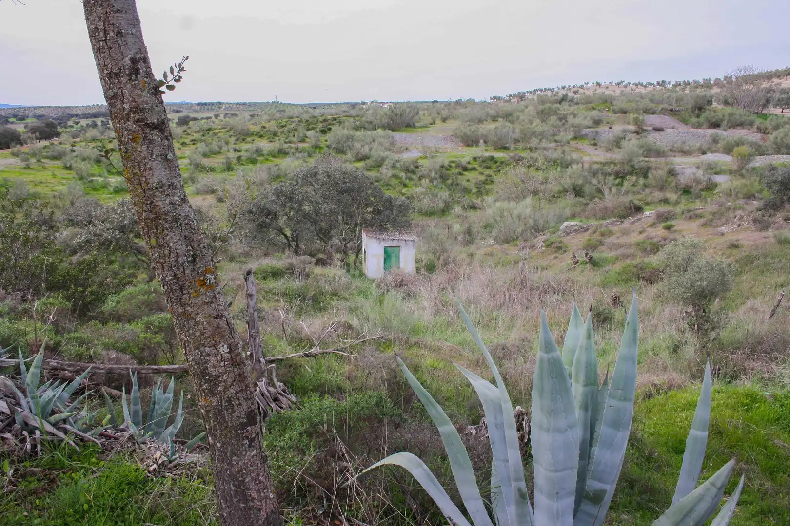 Land for sale in Azuaga