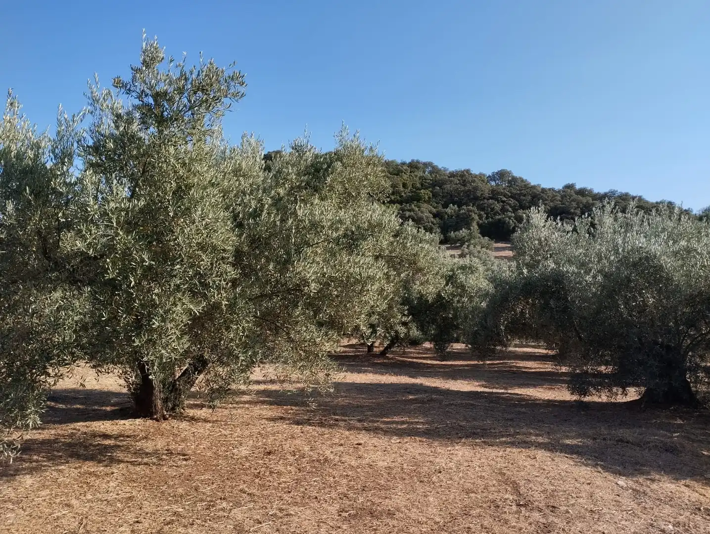 Terreno rustico in vendita a Calle Santa Teresa de Jornet, imagen 3