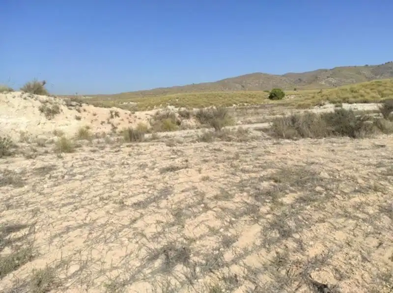 Land for sale in Cieza