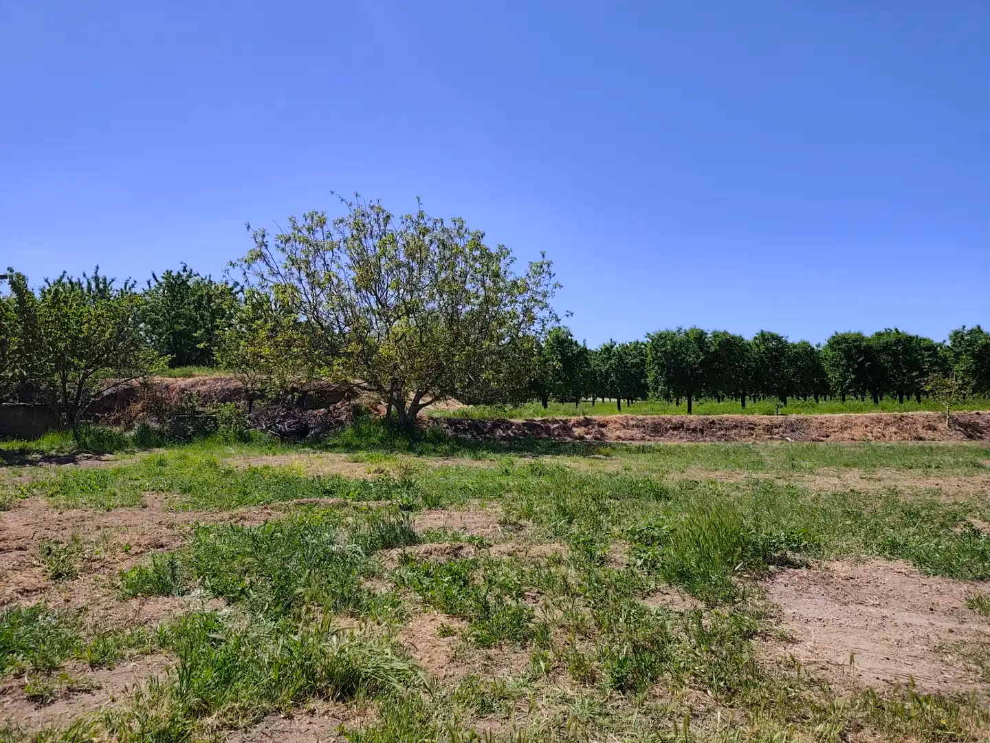 Land for sale in Juneda