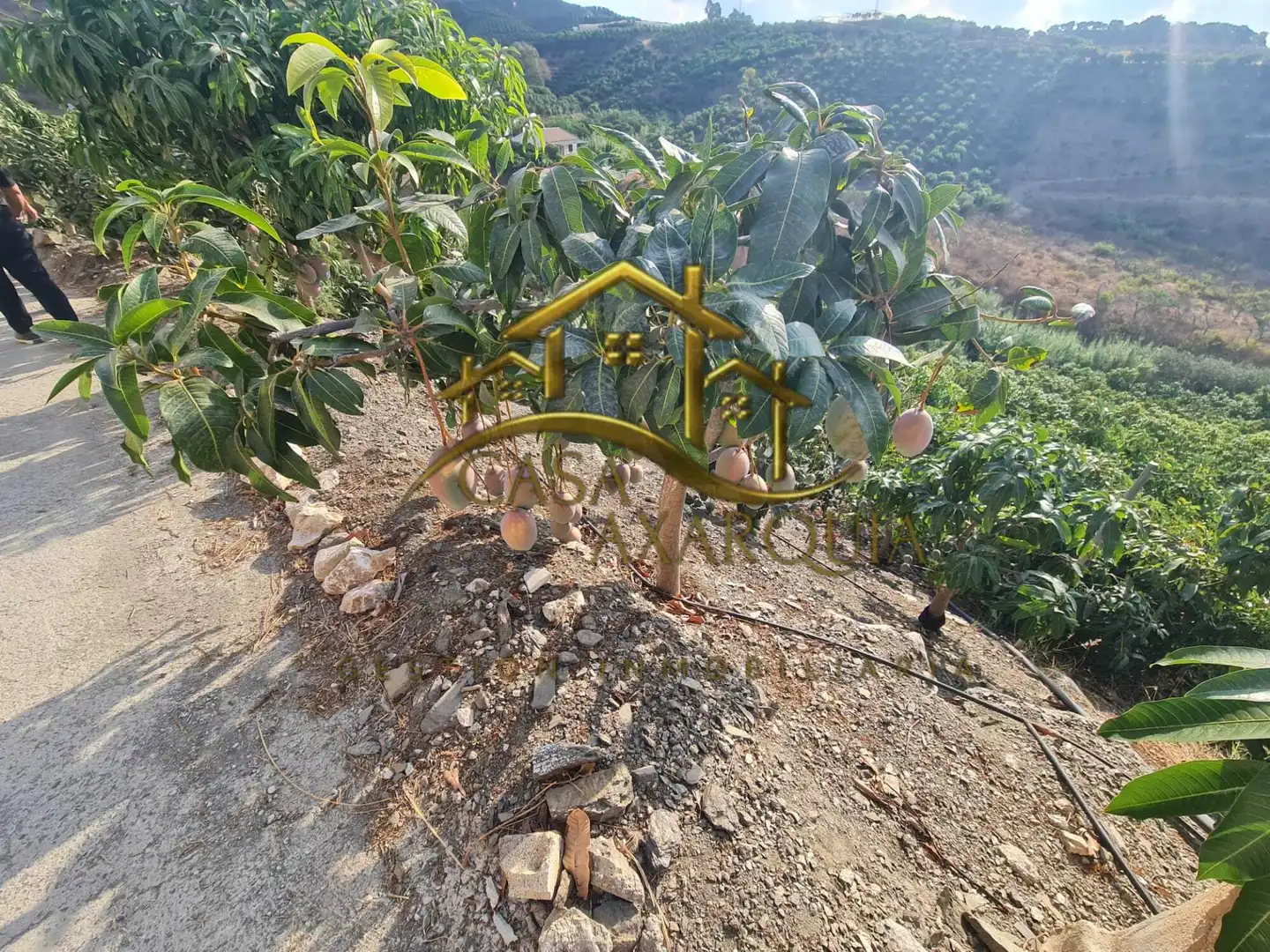Finca rústica en venda en Vélez-Málaga amb Jardí privat, Terrassa i Piscina