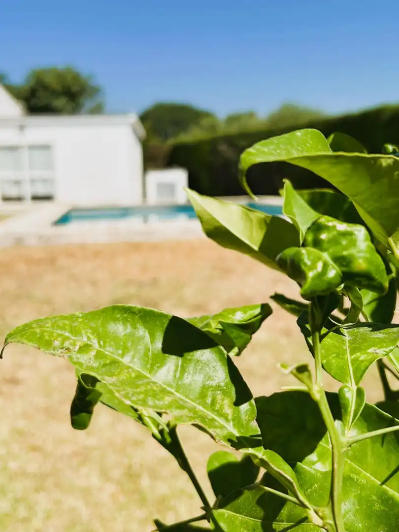 Jardí de Finca rústica en venda en Estepona amb Jardí privat, Terrassa i Piscina