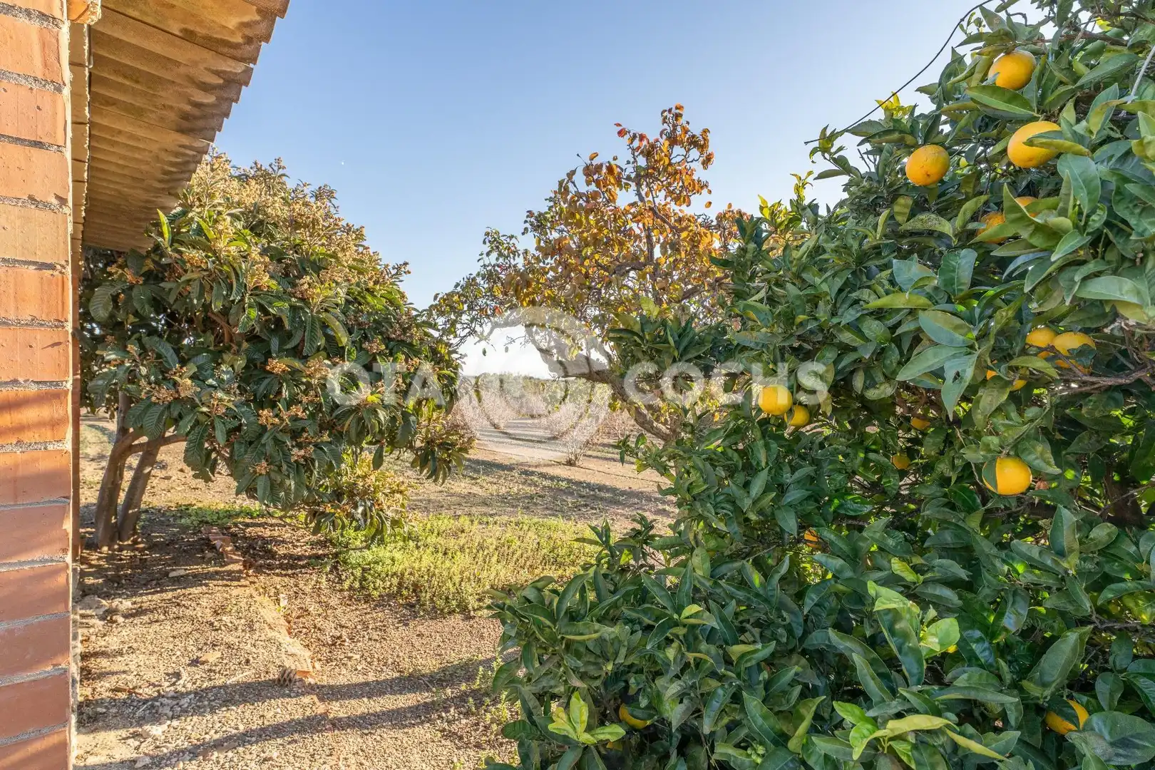 Finca rústica en venta en Castellvell del Camp