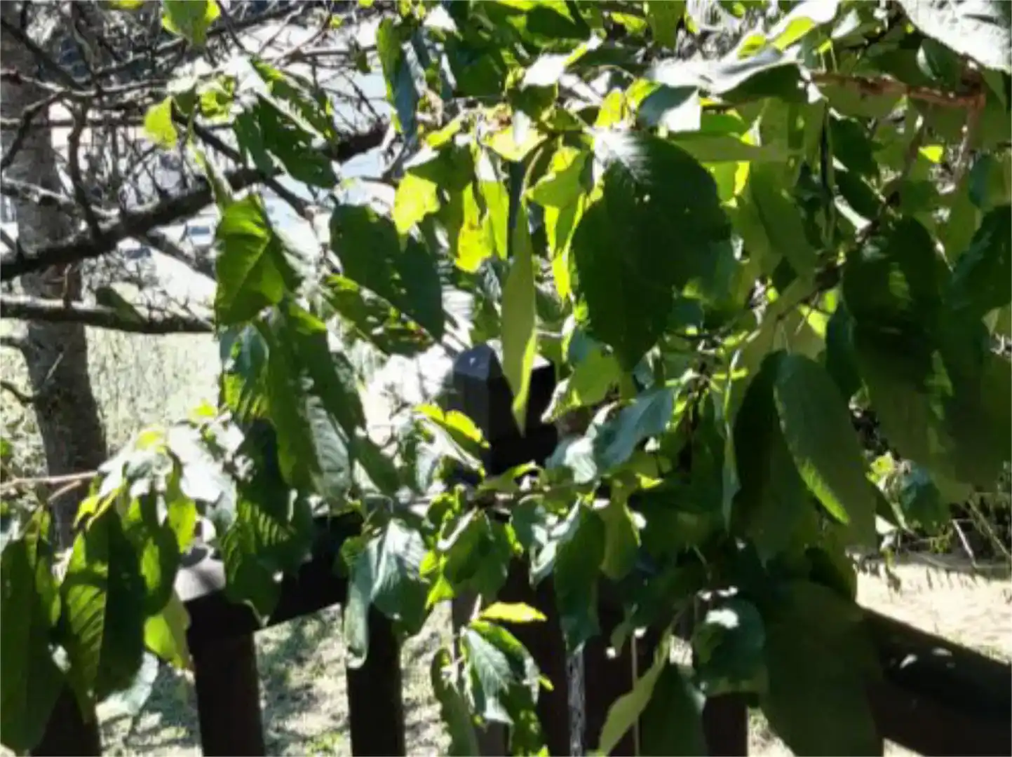 Jardí de Pis en venda en Areso amb Balcó