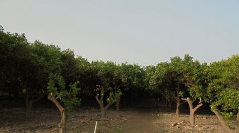 SE VENDE FINCA DE NARANJOS EN RIOJA, ALMERÍA