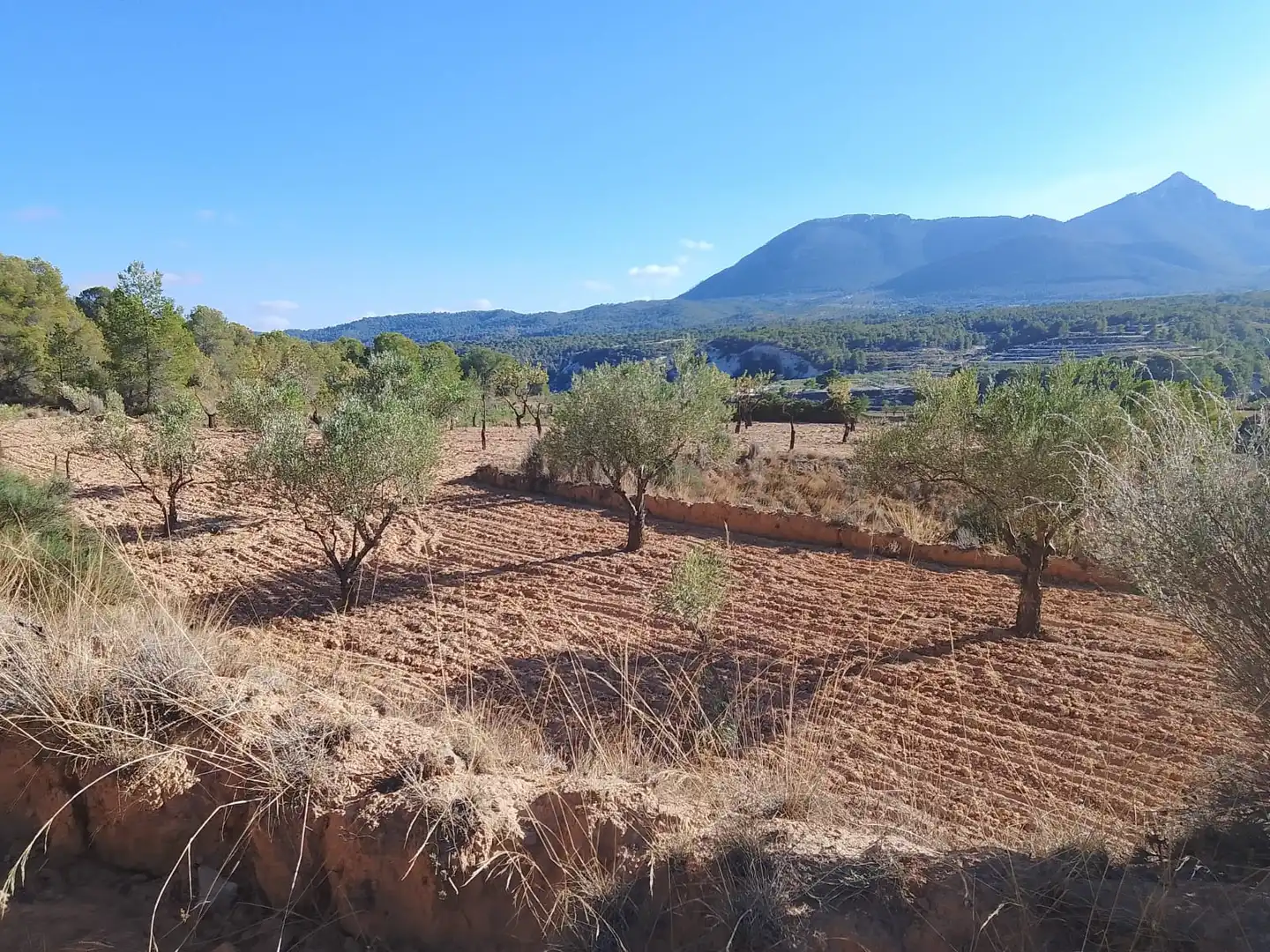 Terreny rústic en venda a Tibi, imagen 15