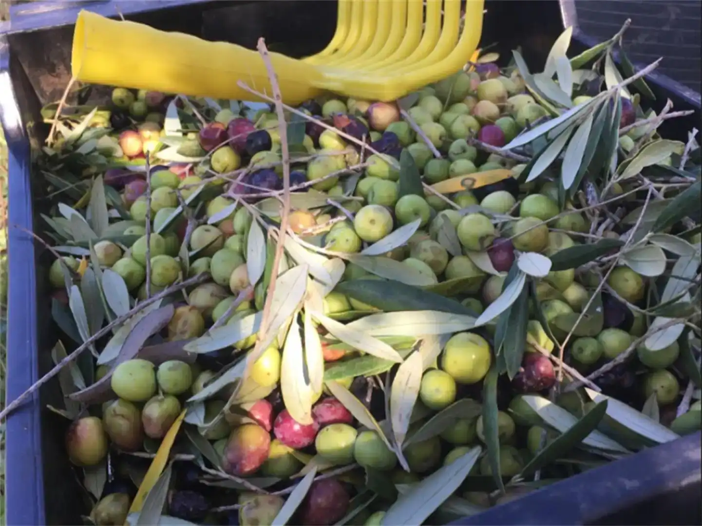 Jardí de Finca rústica en venda en Salomó