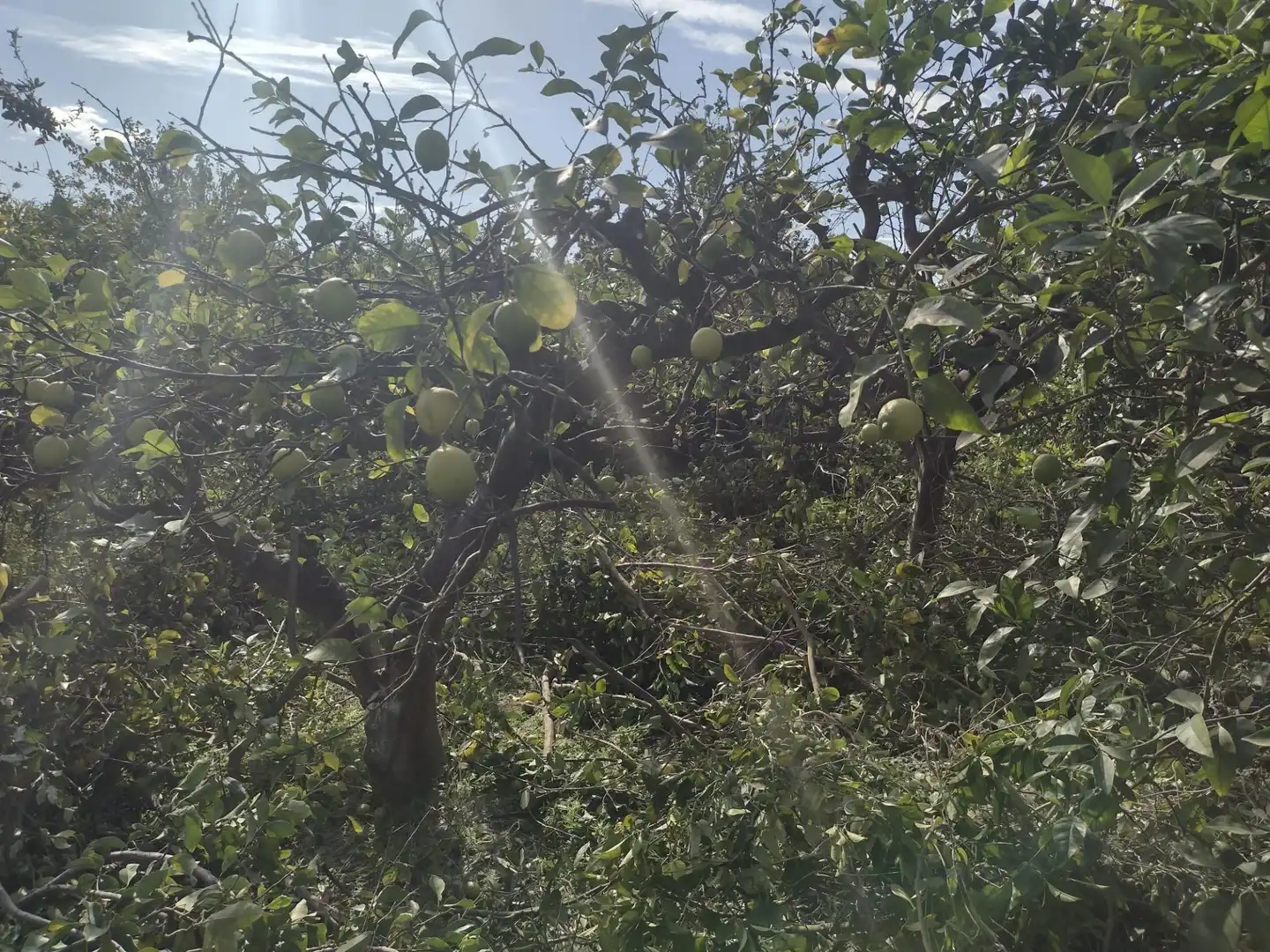 Terrenys i solars en venda a Vereda del rincon del Gallego, imagen 9