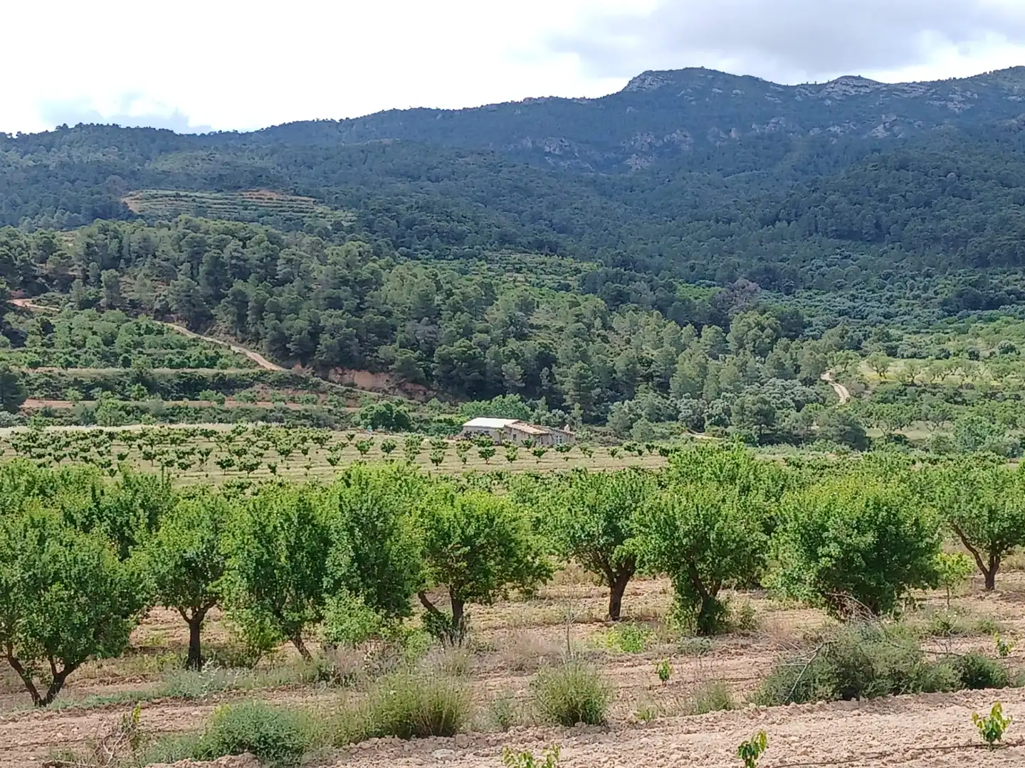 Rural land for sale in Corbera d'Ebre, imagen 18
