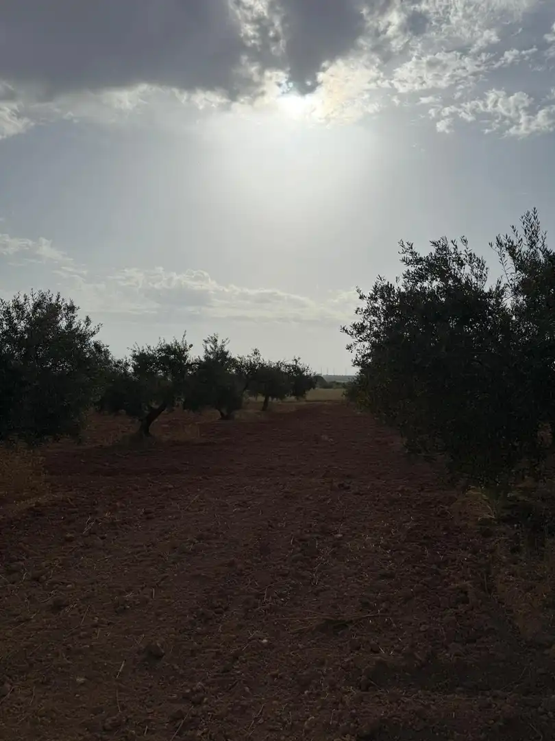 Terreni e lotti in vendita a Carmona, imagen 11