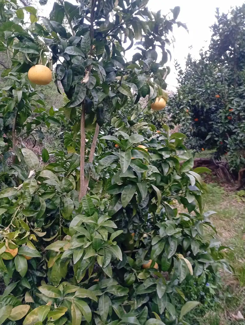 Terreni e lotti in vendita a Valverde de la Vera, imagen 100