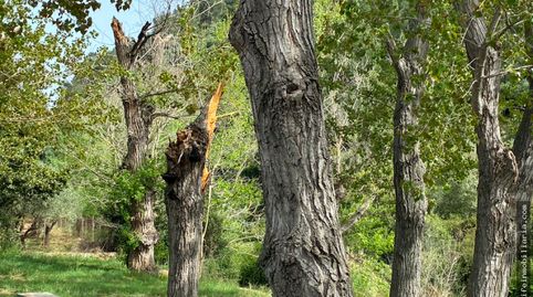 SE VENDE PARCELA  EN PLENA NATURALEZA, immagine 3