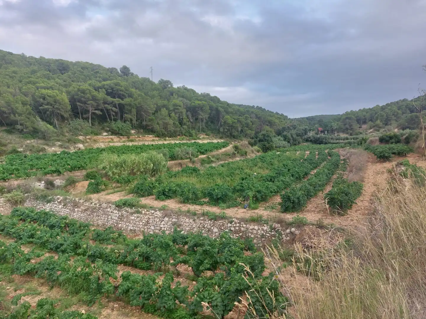 Rustikales Grundstück zum Verkauf in Carretera Albinyana 7, imagen 9