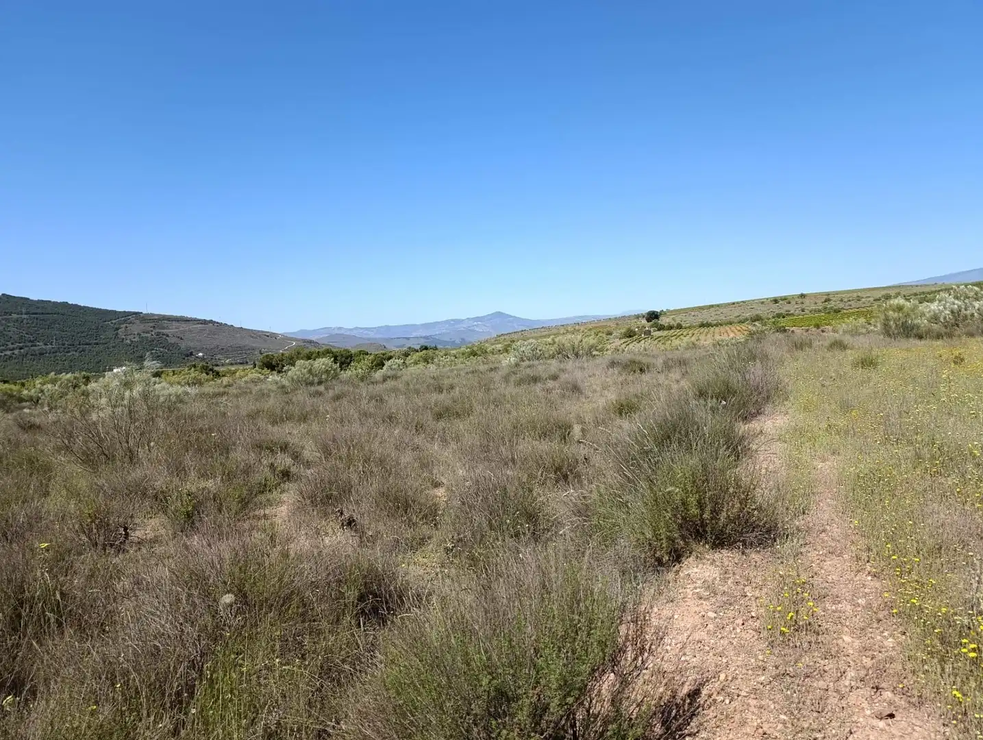 Terreny rústic en venda a Paterna del Río, imagen 5