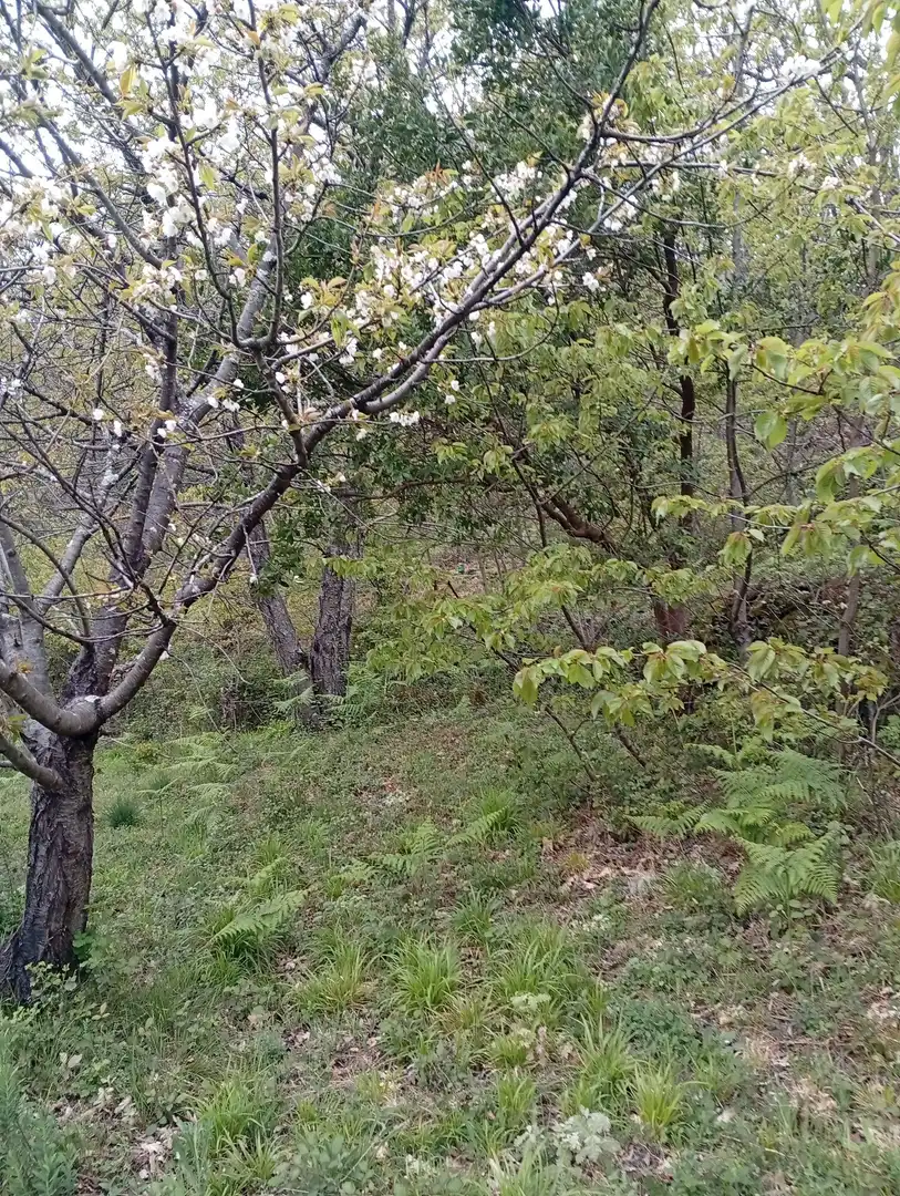 Terreni e lotti in vendita a Valverde de la Vera, imagen 44