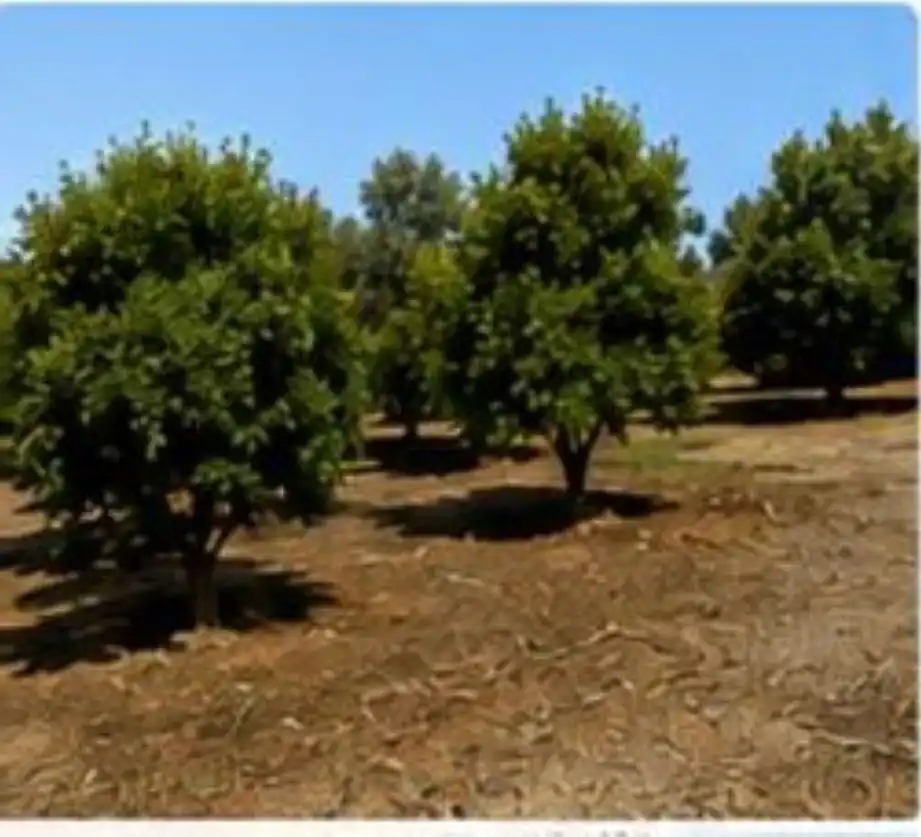 Terreno rustico in affitto a El Romeral - Peñón de Zapata, imagen 6