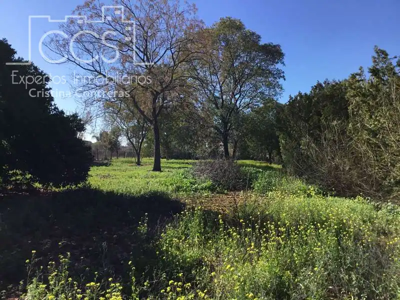 Chalet con piscina en venta en Sanlúcar la Mayor, imagen 29