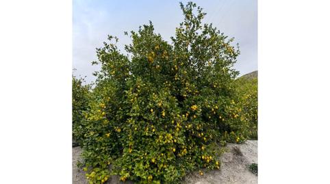 Photo 4 of Houses for sale in Poligono 7 Paraje 48 el Marchal, Cantoria, Almería